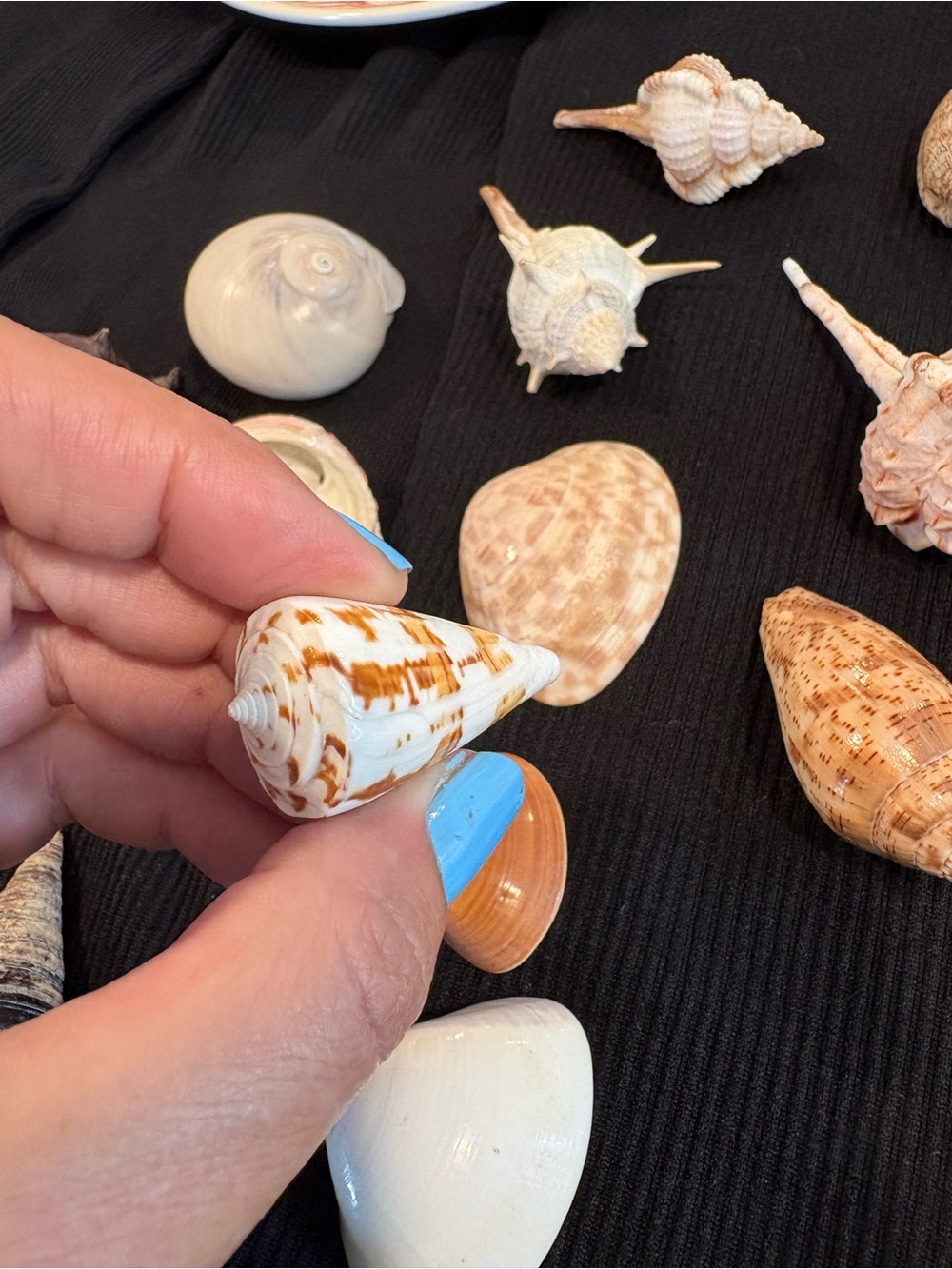 SEASHELLS ~ 🐚 Natural Seashell Collection Lot Set Real Shells! - Picture 12 of 16